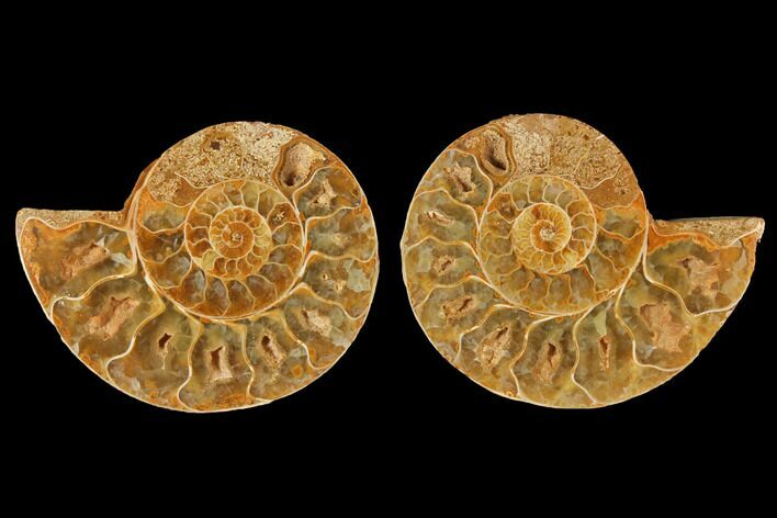 Cut & Polished Agatized Ammonite Fossil- Jurassic #131696